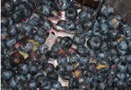 blueberries cruching